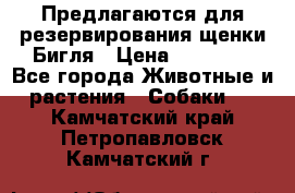 Предлагаются для резервирования щенки Бигля › Цена ­ 40 000 - Все города Животные и растения » Собаки   . Камчатский край,Петропавловск-Камчатский г.